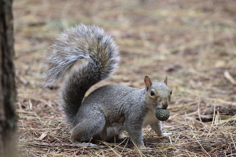 Lo scoiattolo, rosso acrobata dei boschi in competizione con il "cugino"americano, grigio e più grande